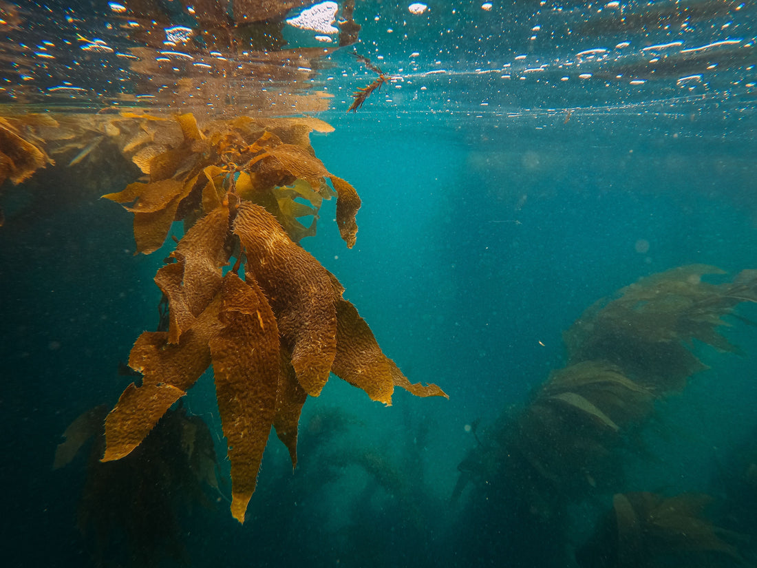 Why Nordic and Baltic Cosmetics Are Different: Nature, Science, and Sustainability