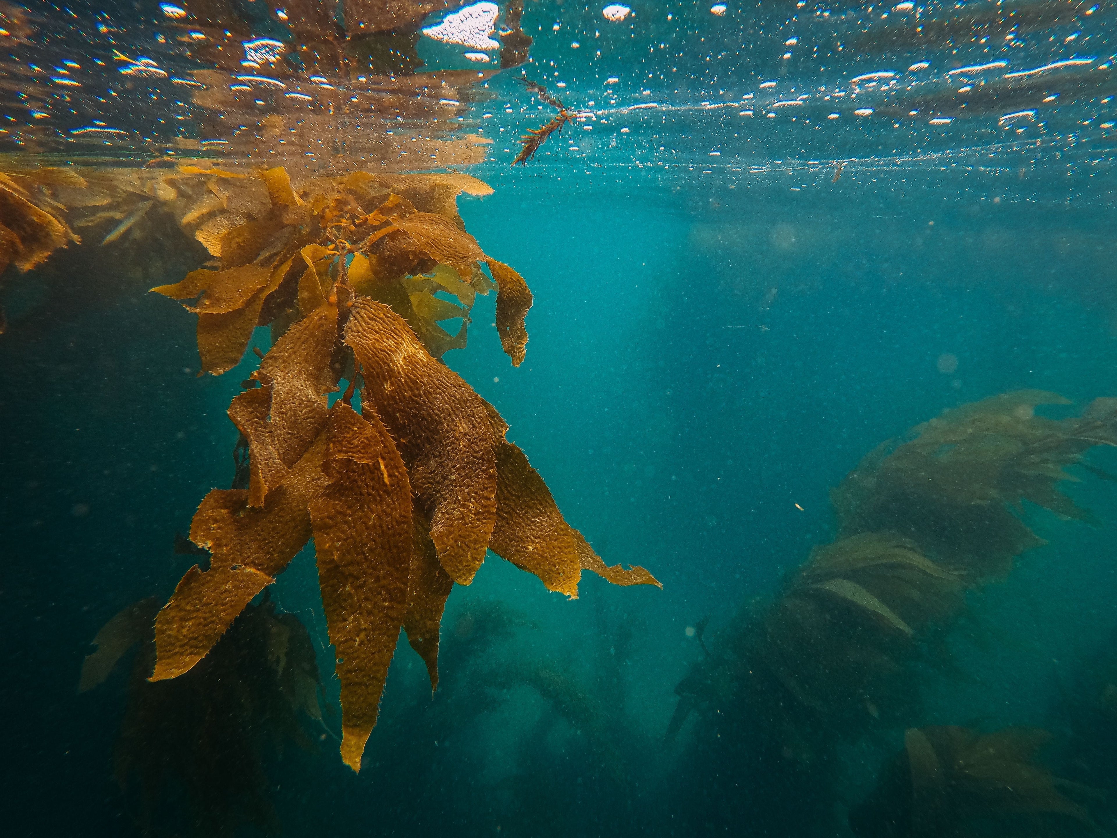 Why Nordic and Baltic Cosmetics Are Different: Nature, Science, and Sustainability