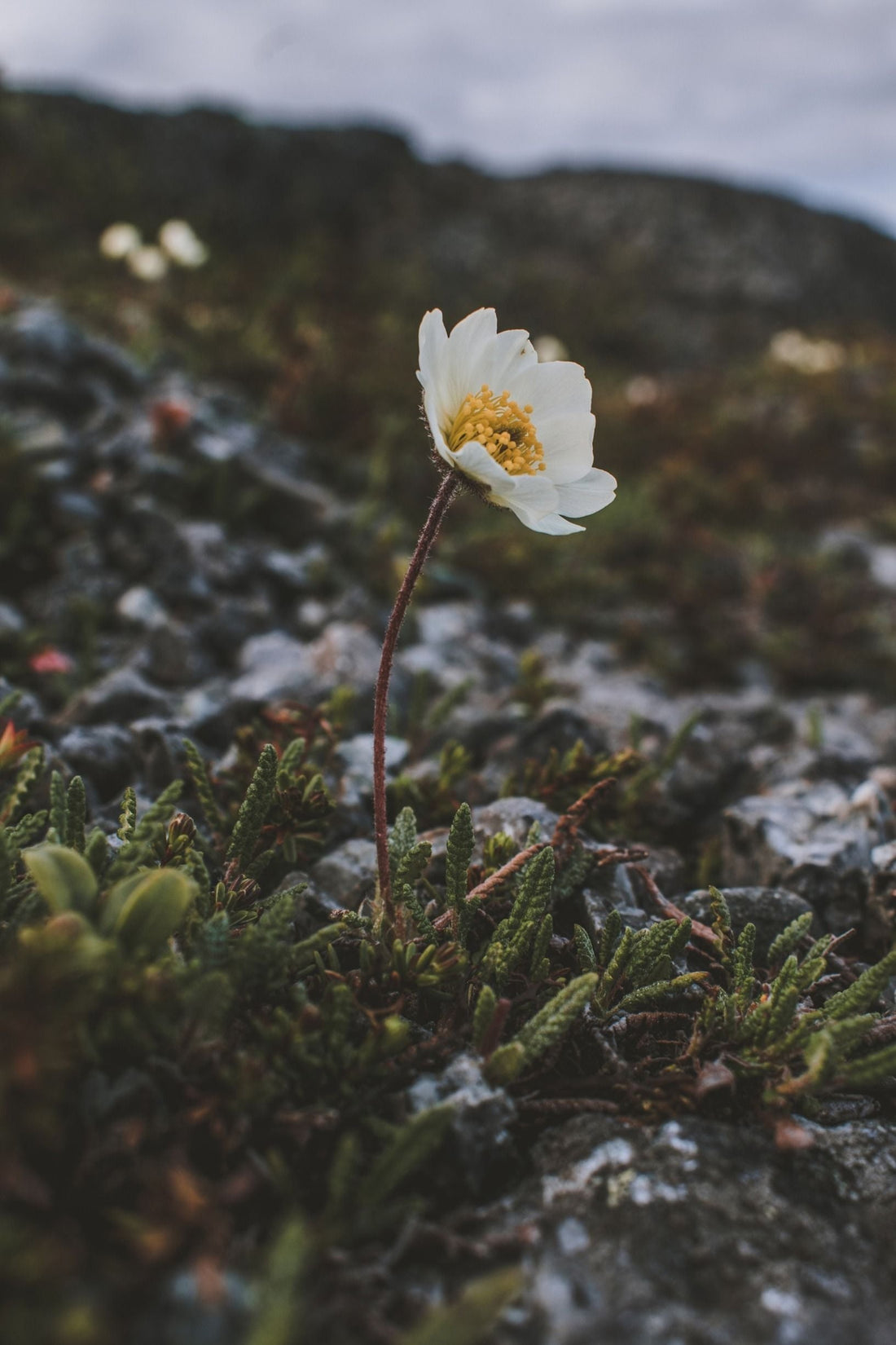 The Power of Nordic Ingredients:  10 Natural Extracts That Actually Work